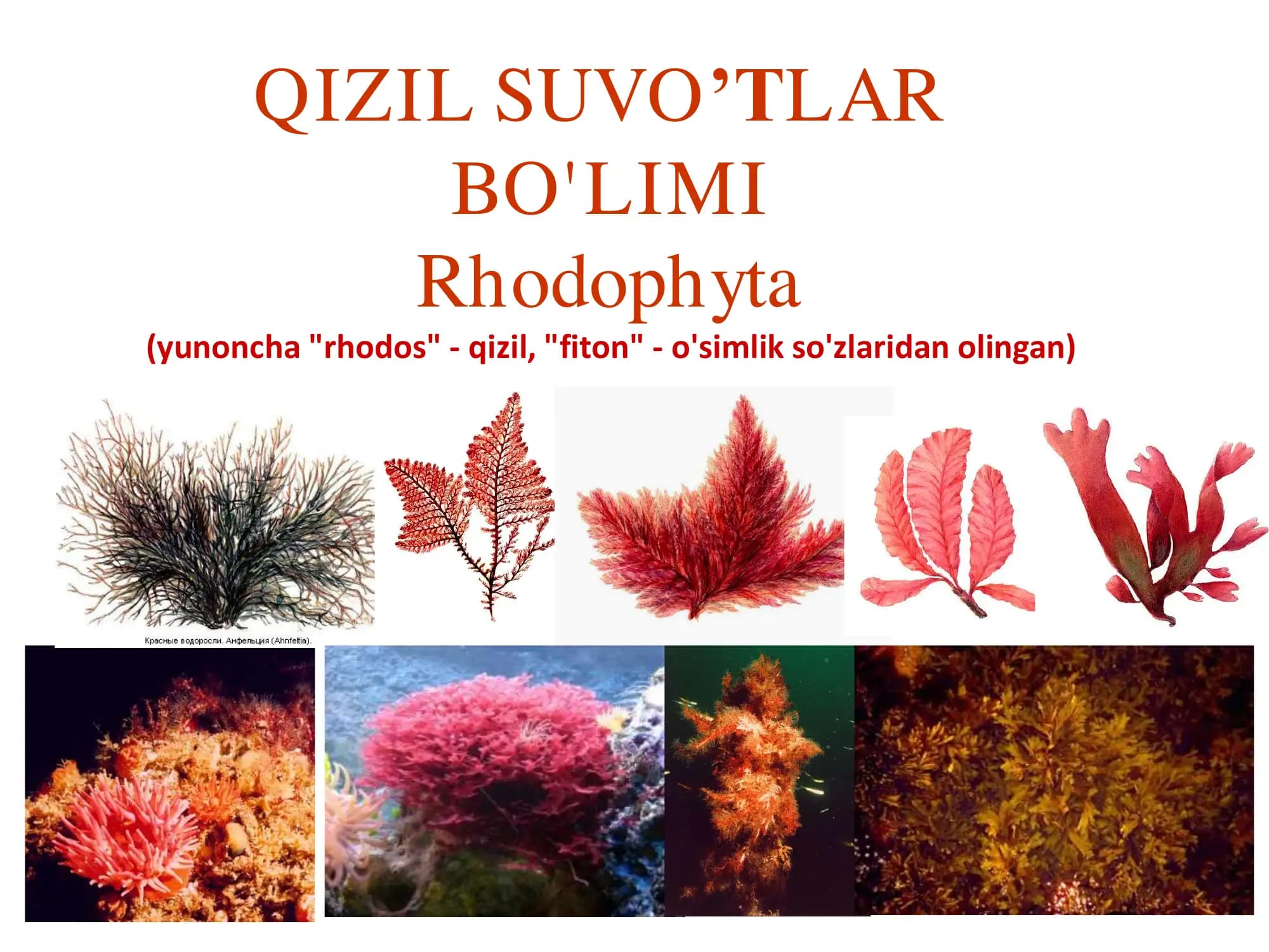 Qizil suvo'tlar Rhodophyta
