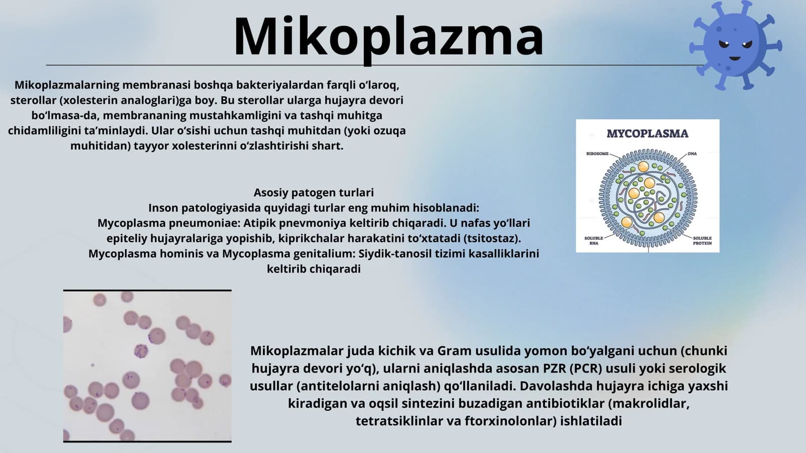 Mycoplasma turlari