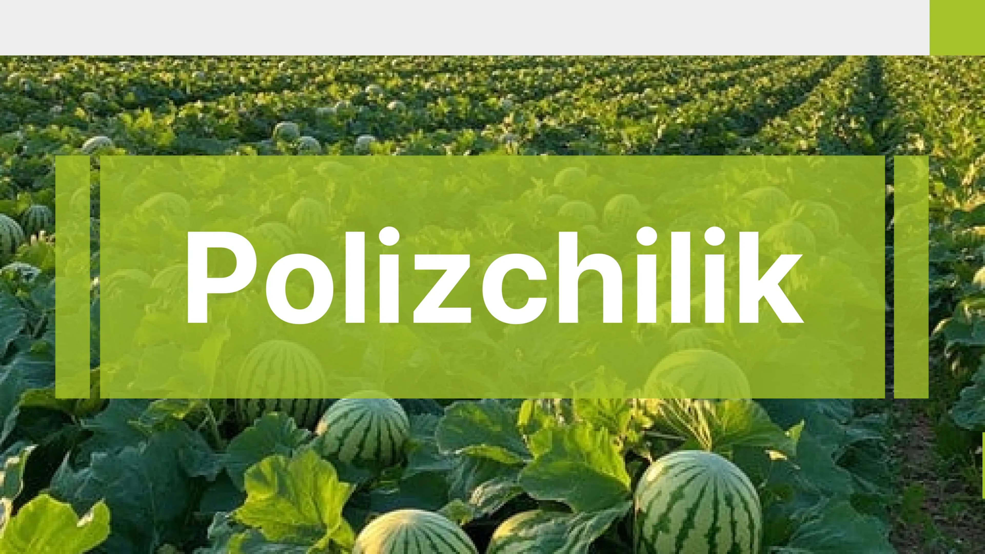 Polizchilik