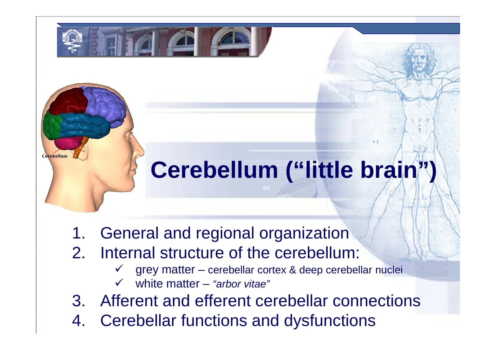 Cerebellum