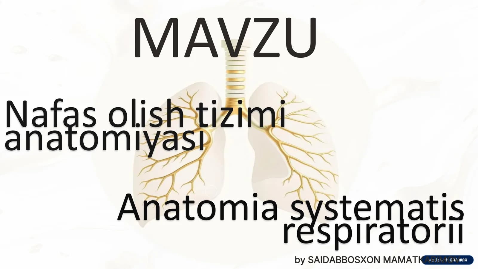 Nafas olish tizimi anatomiyasi