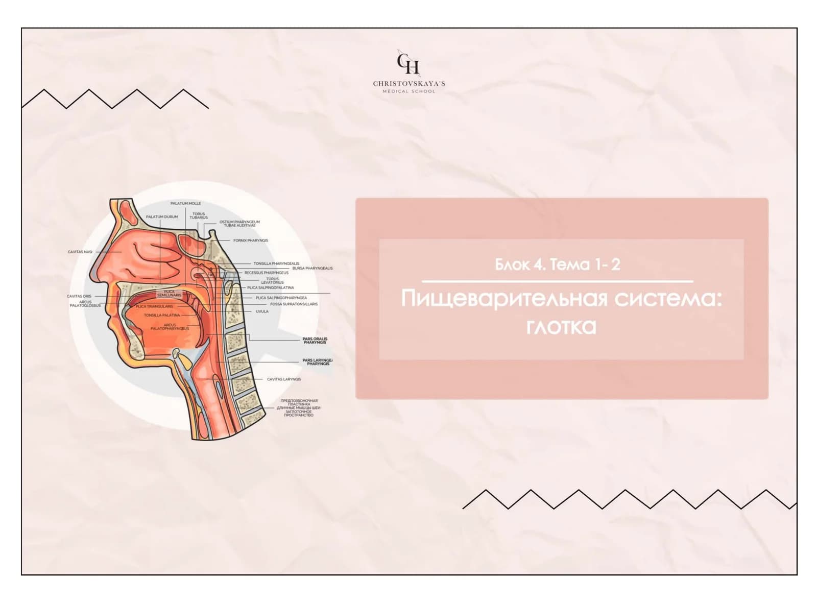 Глотка
