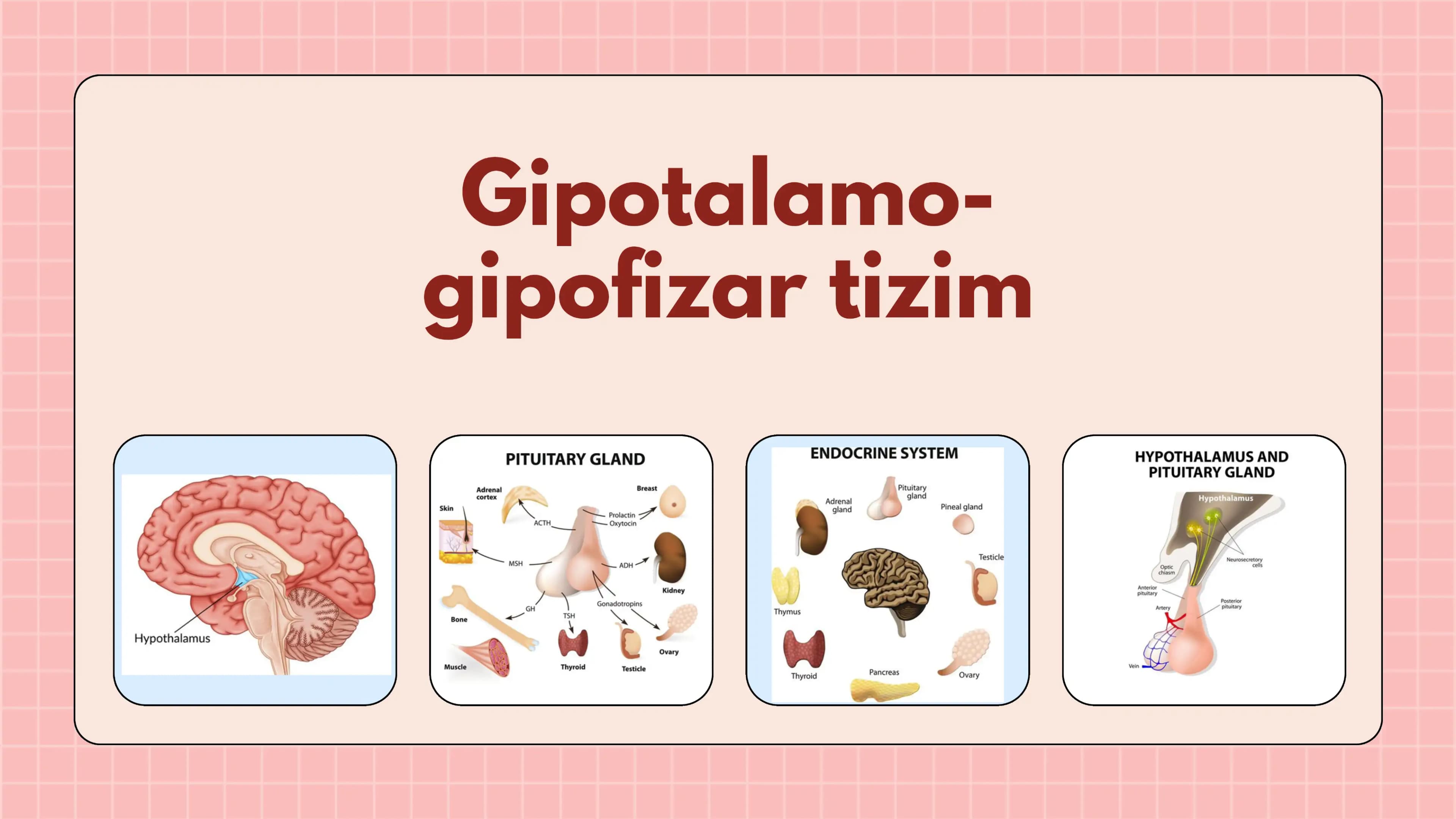 Gipotalamo-gipofizar tizim