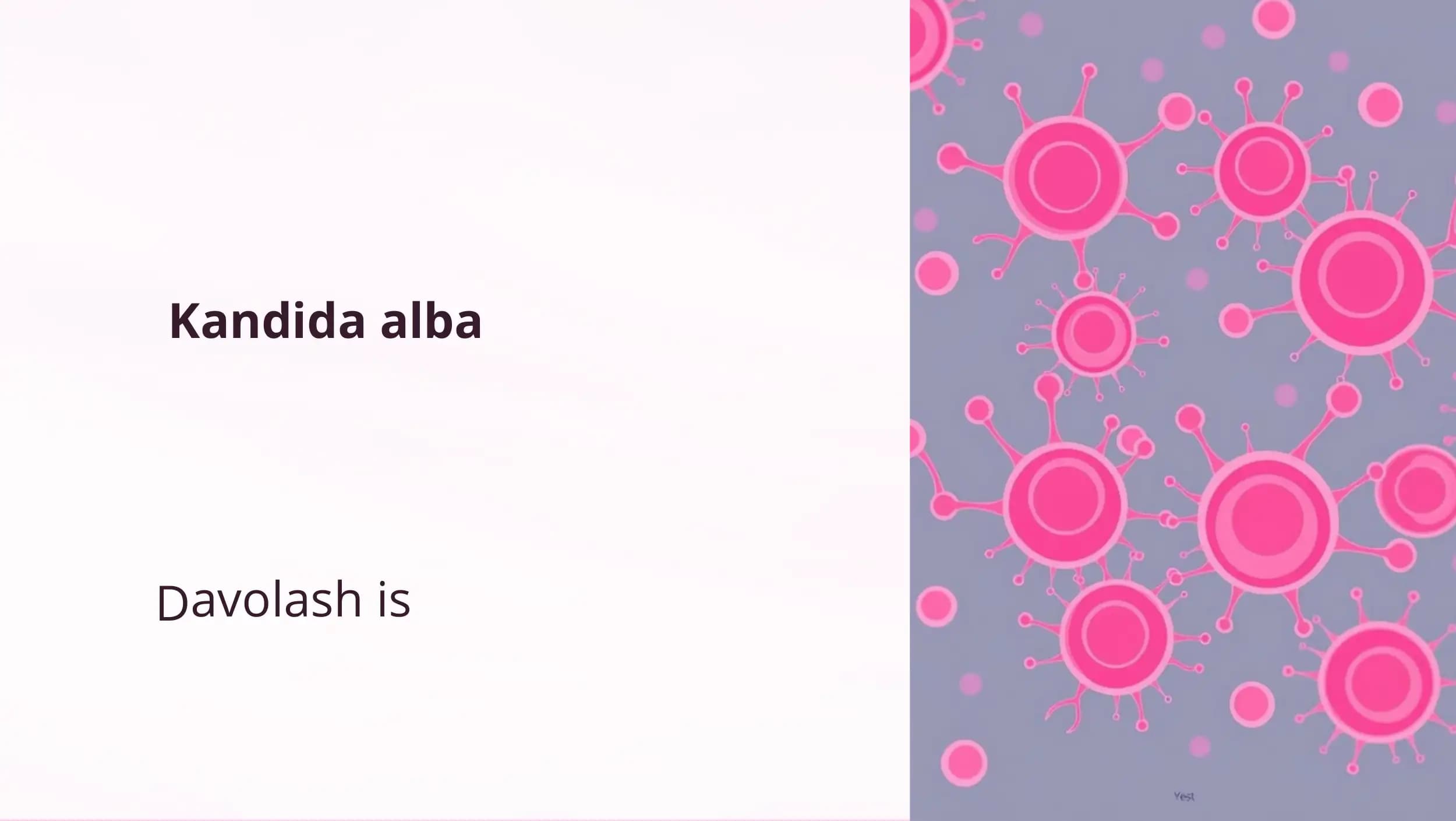 Kandida alba