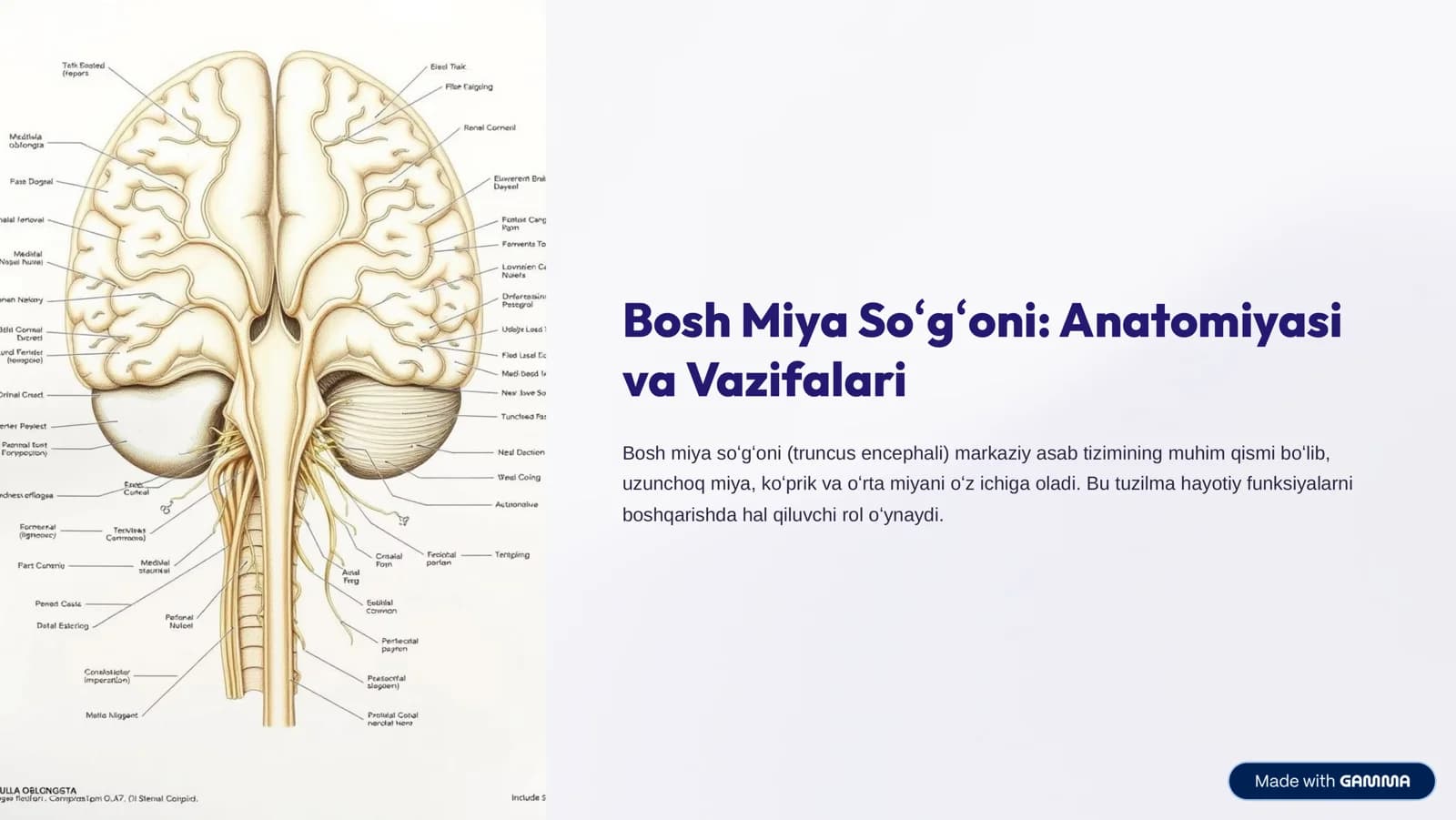 Bosh Miya So»g»oni: Anatomiyasi va Vazifalari