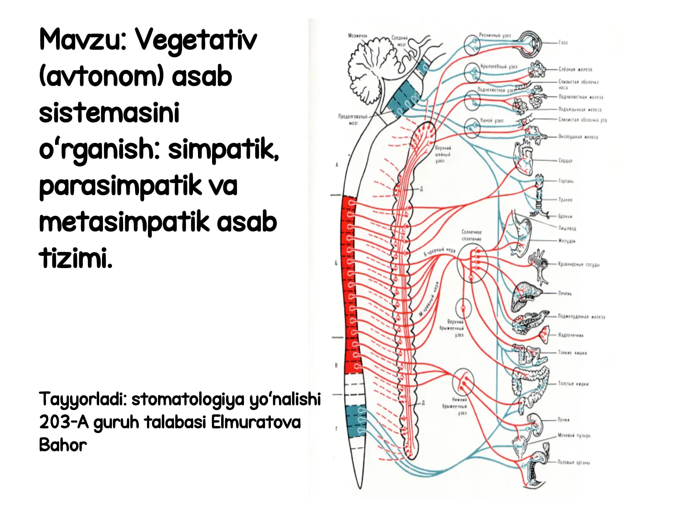 Vegetativ (avtonom) asab