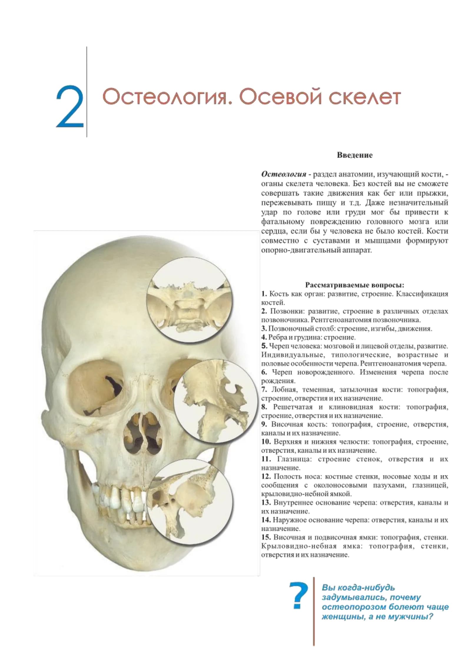 Остеология. Осевой скелет