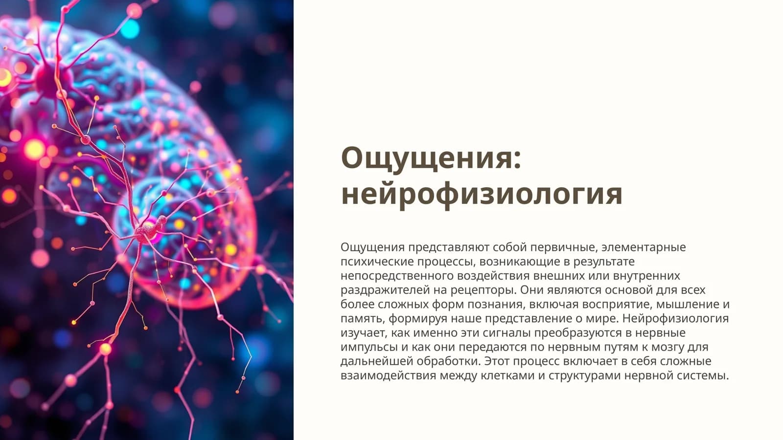 Ощущения: нейрофизиология