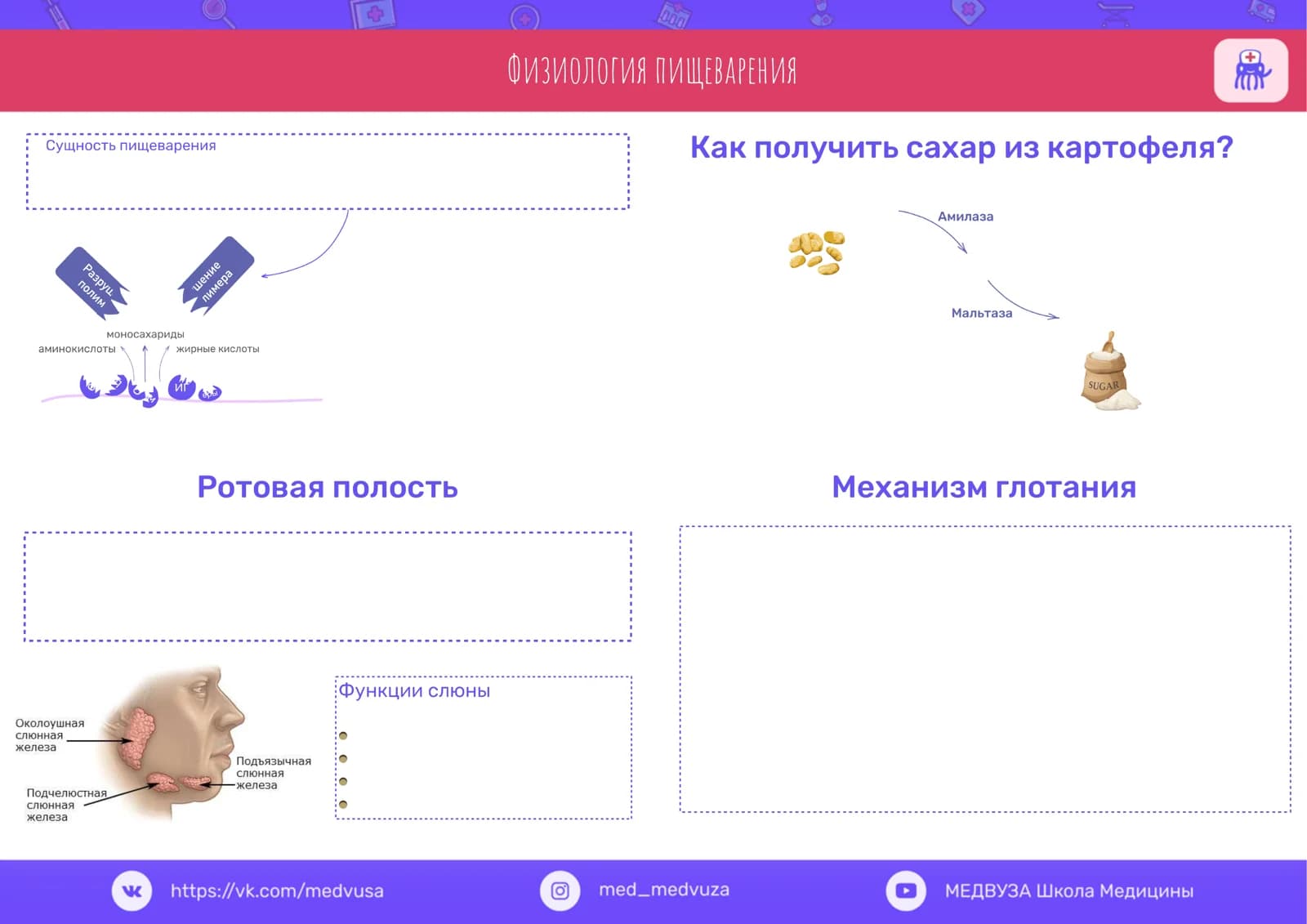 Физиология пищеварения