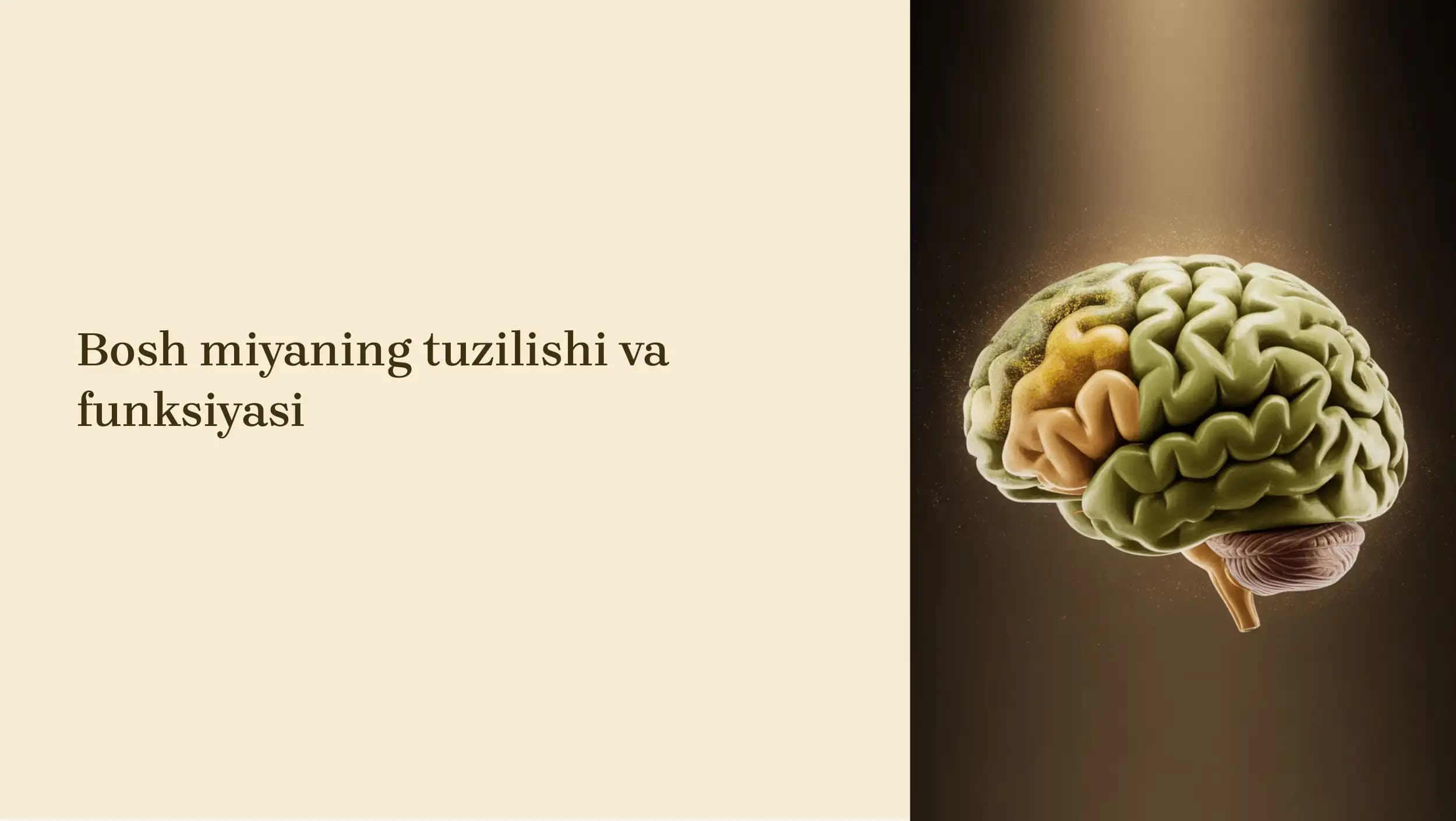 Bosh miya tuzilishi va funksiyasi