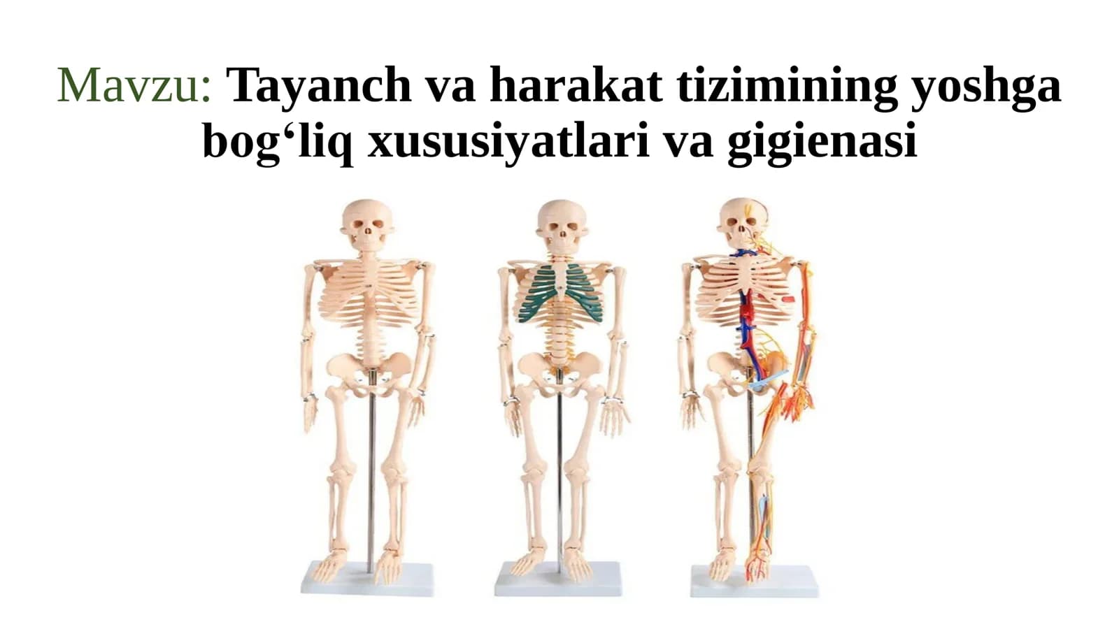Tayanch va harakat tizimining yoshga bog‘liq xususiyatlari va gigiyenasi
