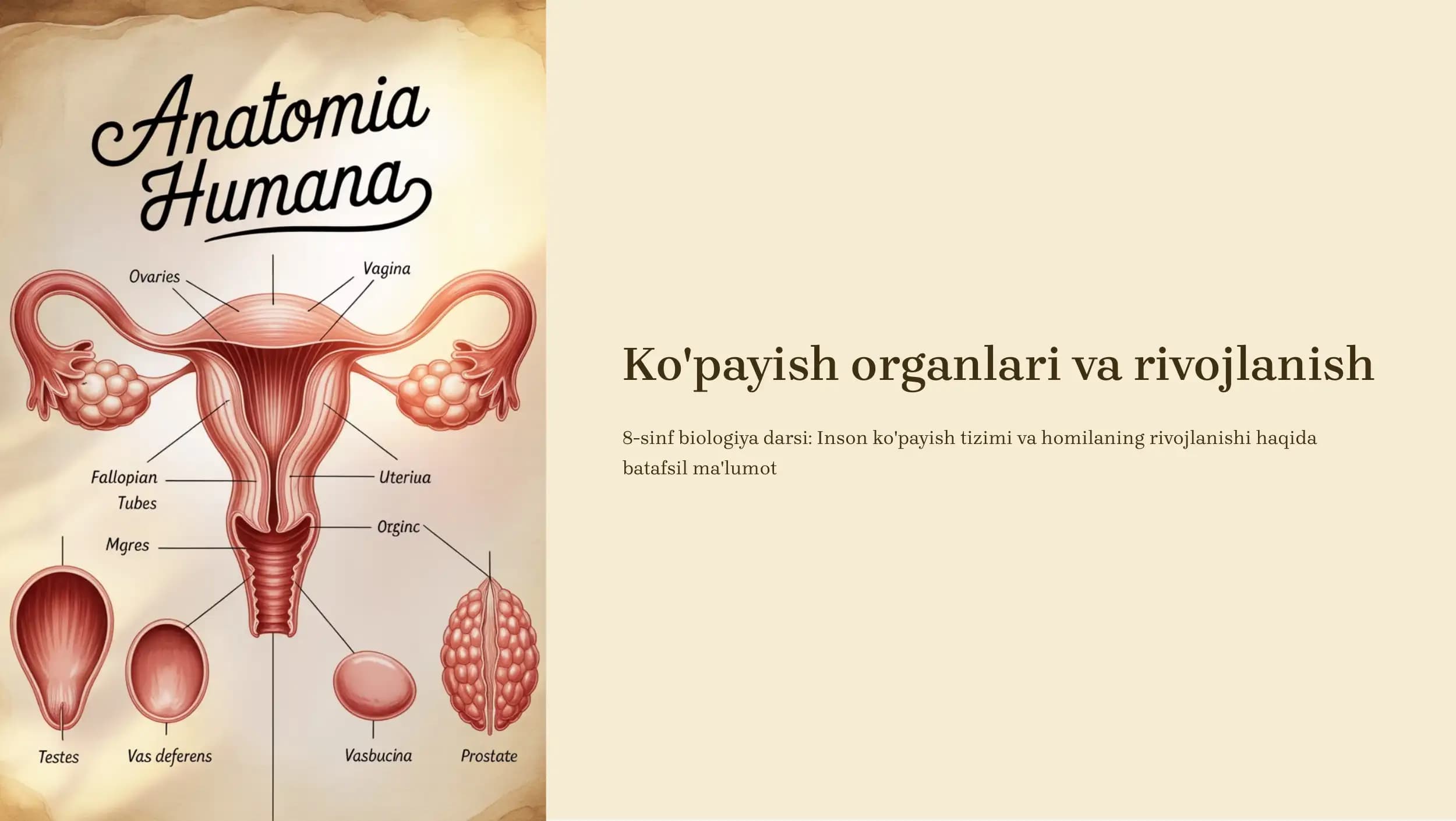 Ko'payish organlari va rivojlanish