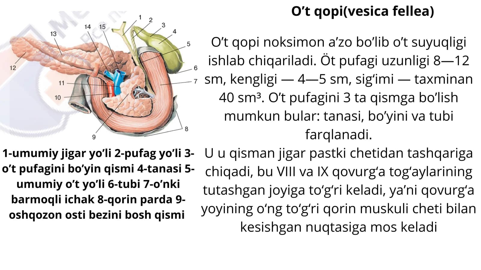 O't qopi anatomiyasi