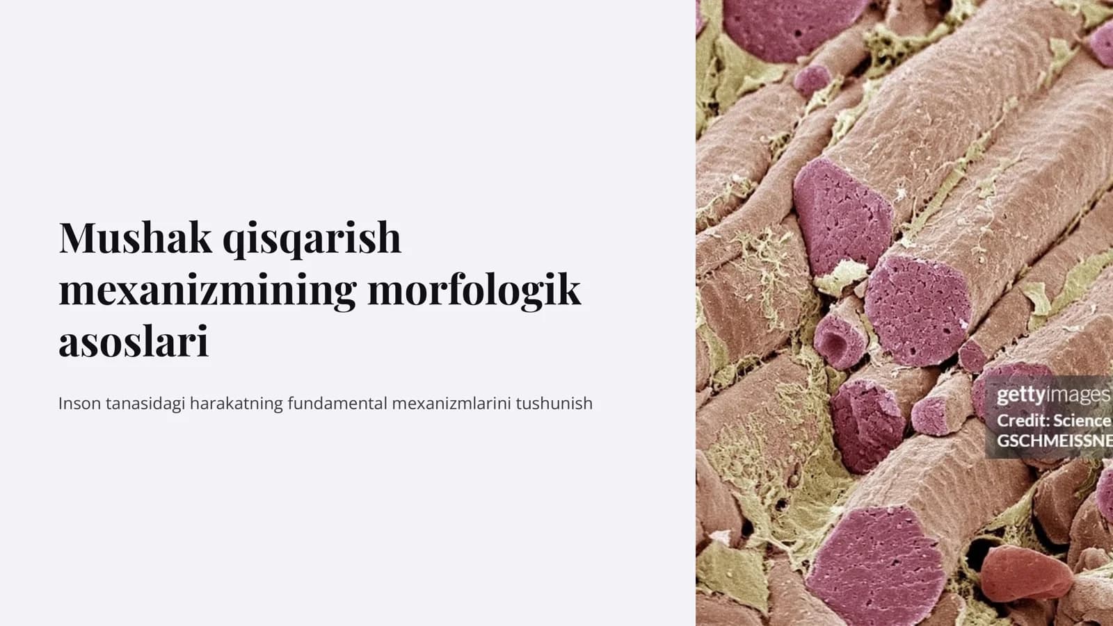 Mushak  qisqarish mеxanizmining morfologik asoslari