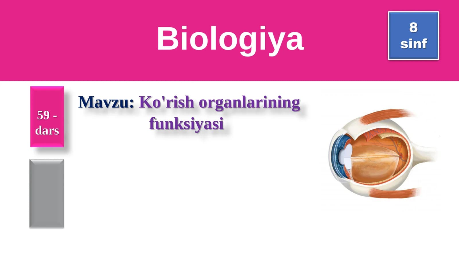 📘 🆓 8-SINF BIOLOGIYA: KO‘RISH ORGANLARINING FUNKSIYASI (TAQDIMOT)