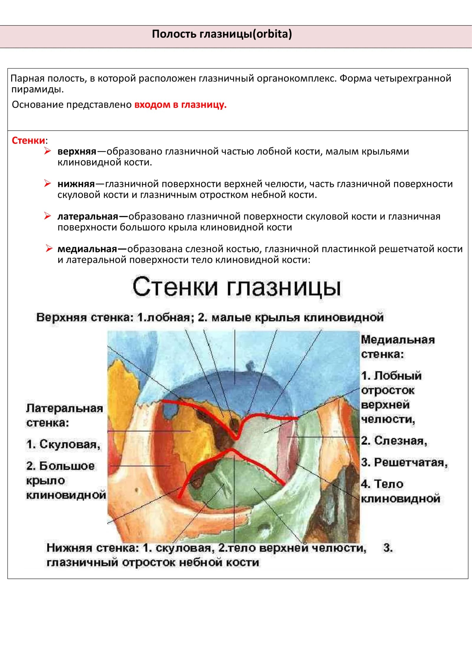 Полость глазницы(orbita)