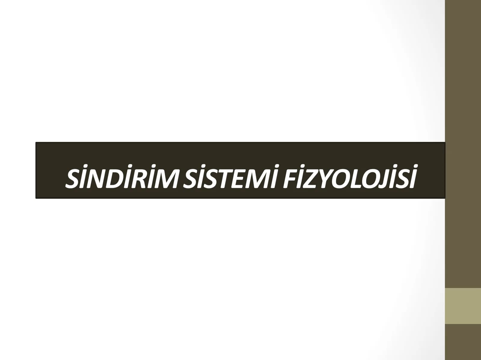ovqat hazm qilish sistemasi