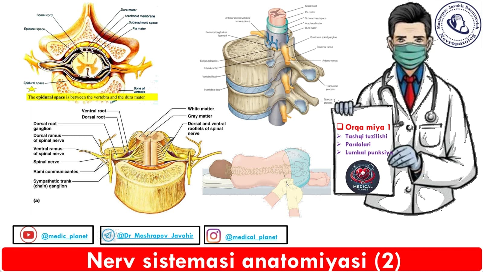 Nerv Sistemasi Anatomiyasi Orqa miya