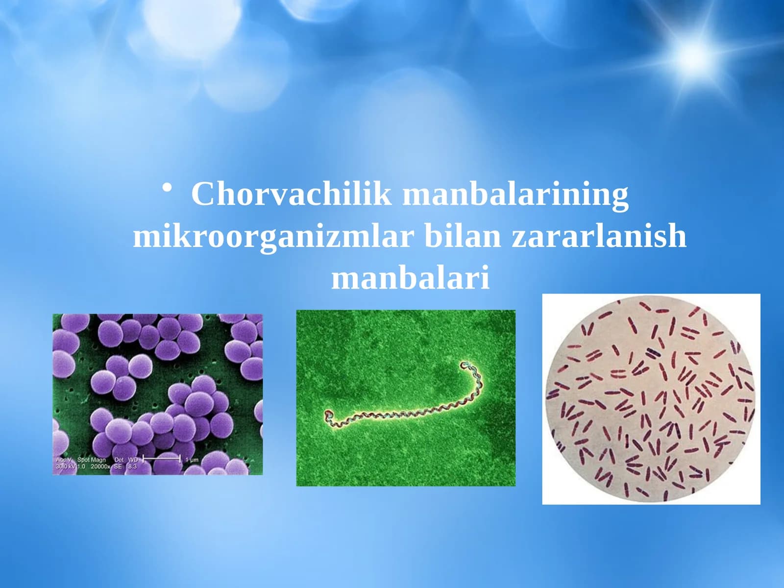 Chorvachilik manbalarining mikroorganizmlar bilan zararlanish manbalari
