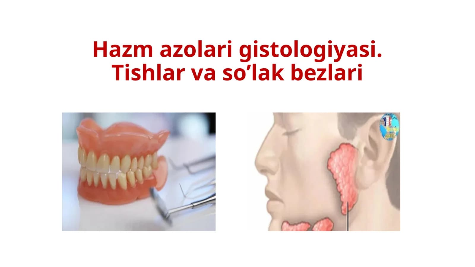 Hazm azolari gistologiyasi.Tishlarvaso’lakbezlari