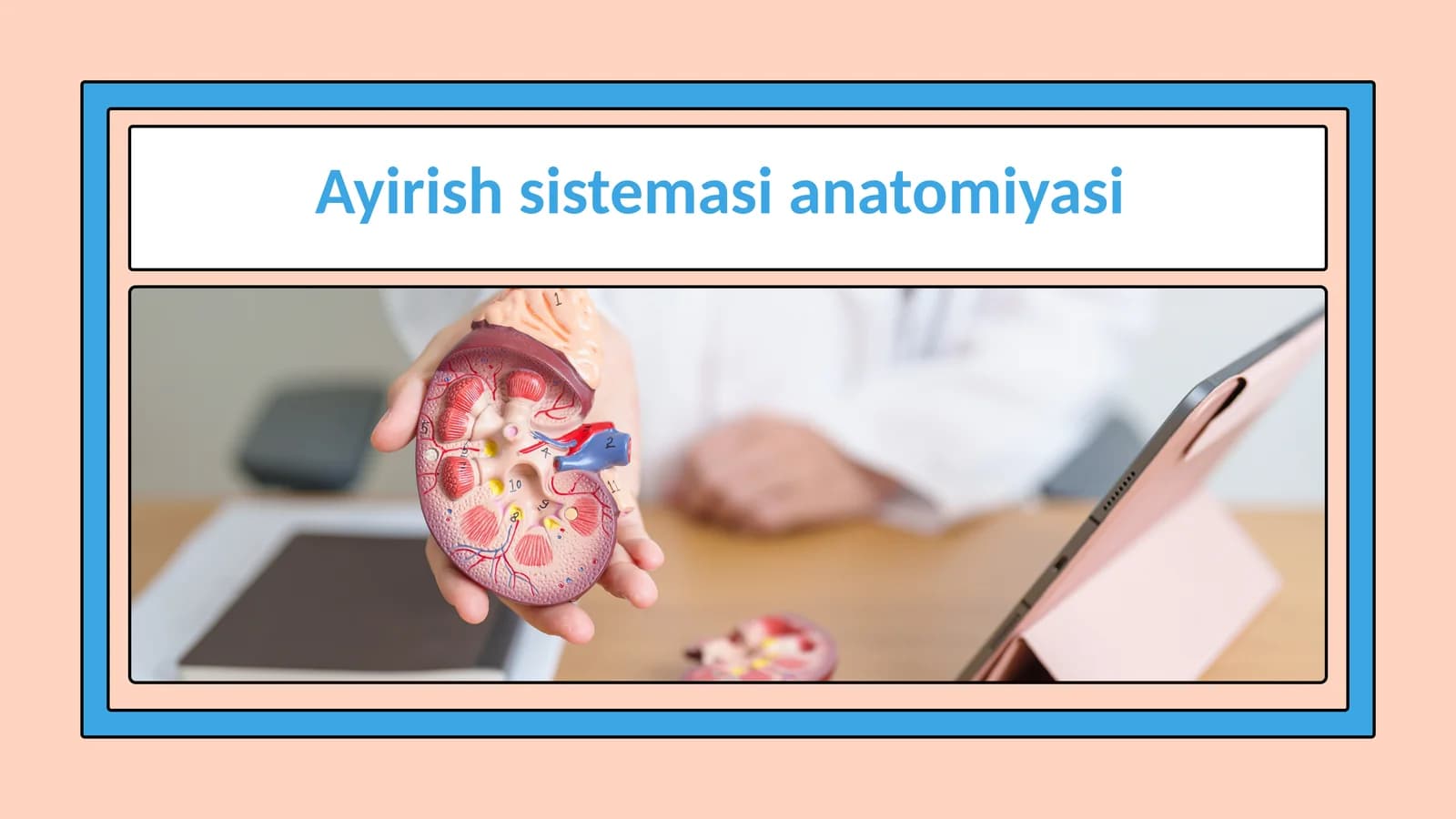 Ayirish sistemasining anatomiyasi