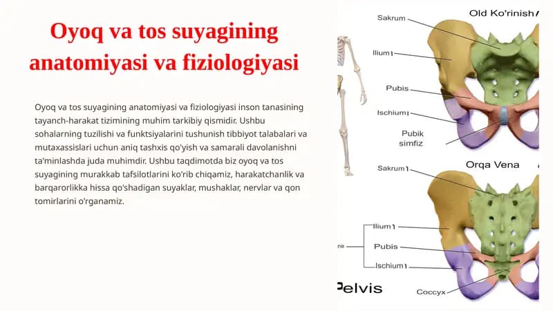 Oyoq va tos suyagining anatomiyasi va fiziologiyasi