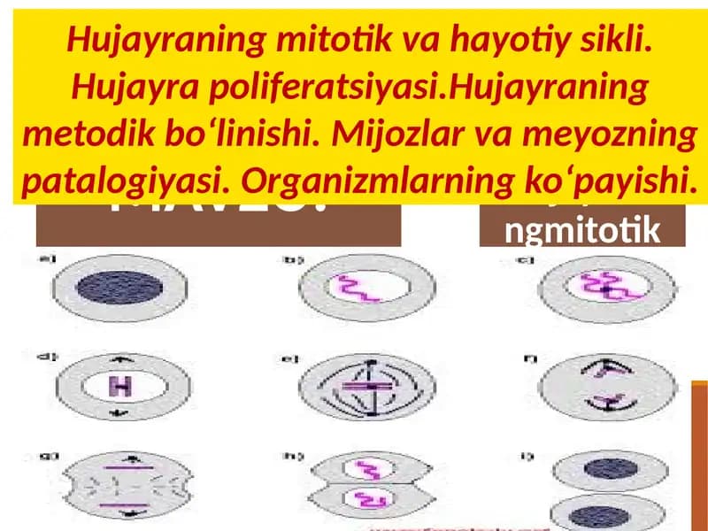 Hujayraning mitotik va hayotiy sikli