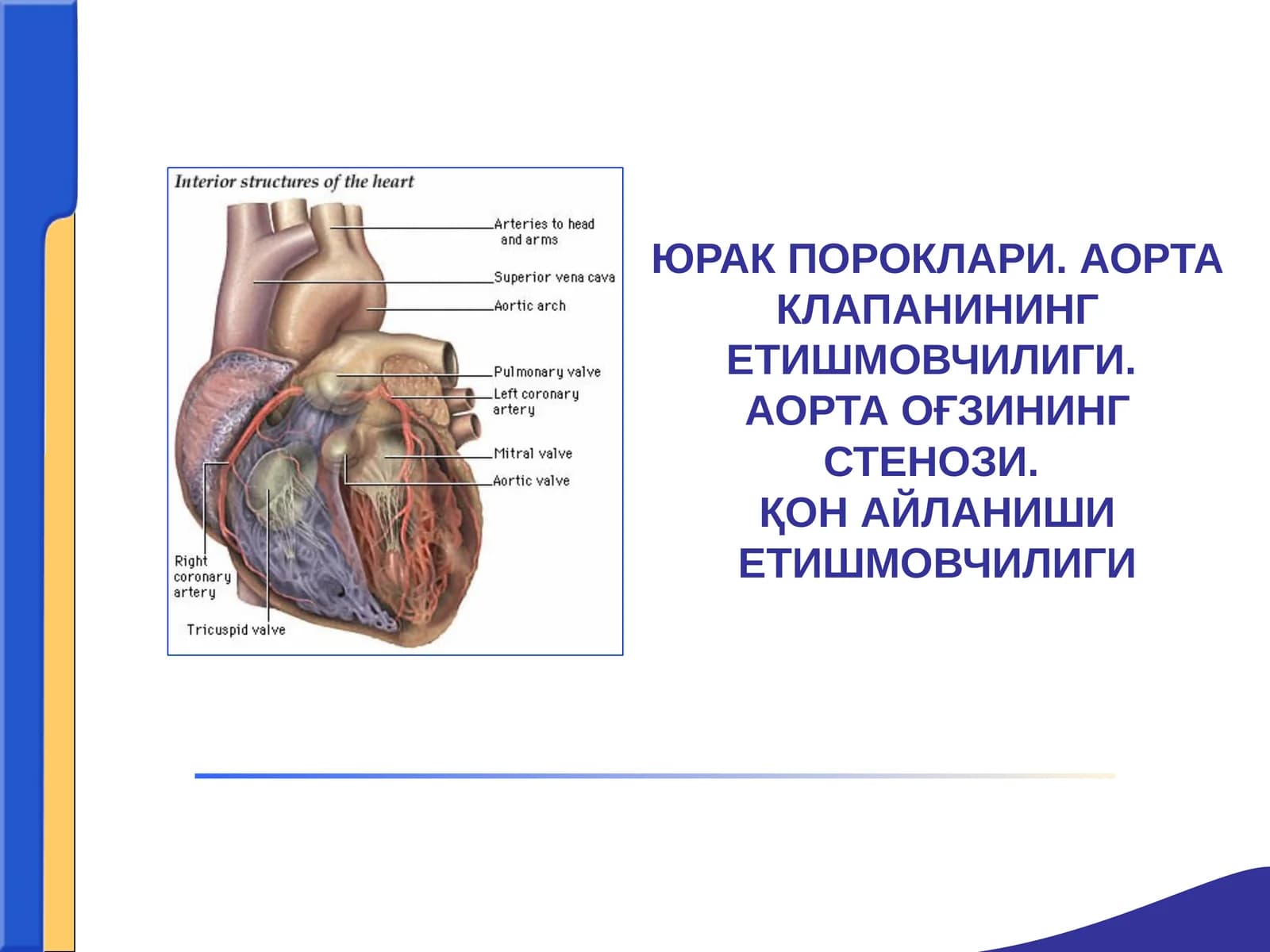 YURAK POROKLARI АОРТА КЛАПАНИНИНГ ЕТИШМОВЧИЛИГИ