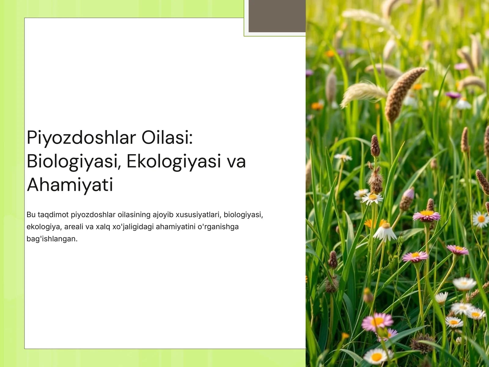 Piyozdoshlar Oilasi: Biologiyasi, Ekologiyasi va Ahamiyati