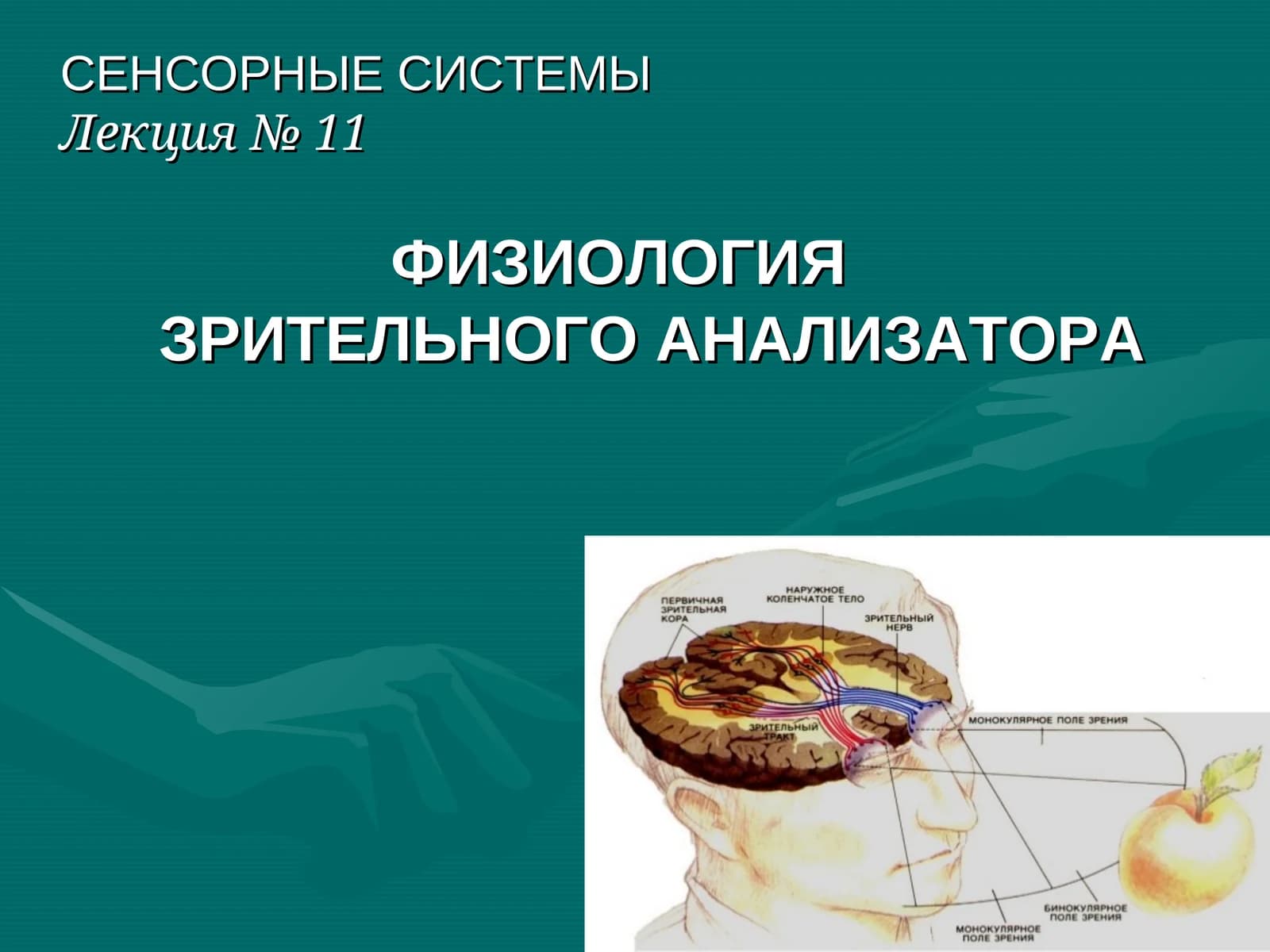 СЕНСОРНЫЕ СИСТЕМЫ