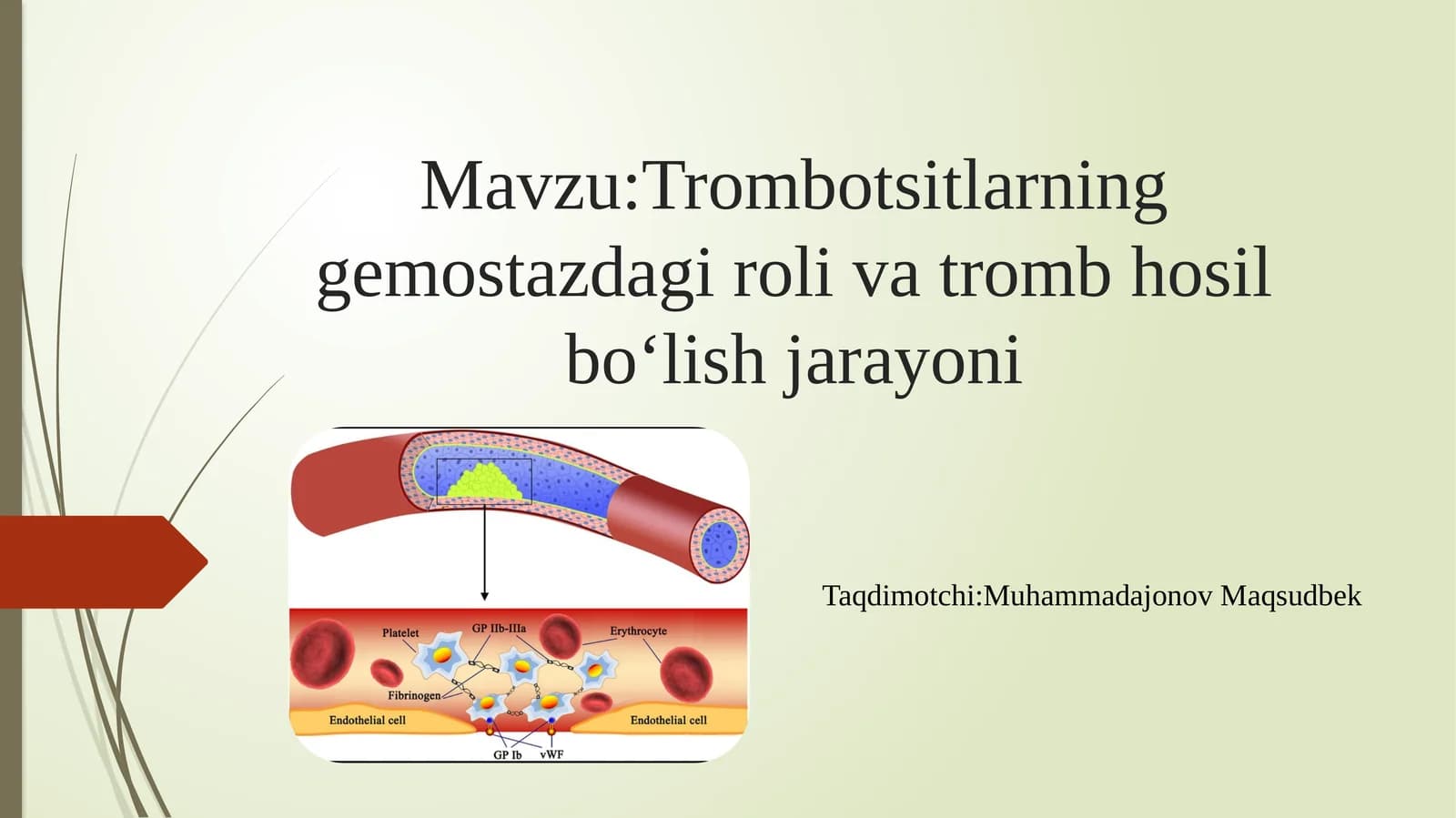 Trombotsitlarning gemostazdagi rolivatrombhosil bo‘lish jarayoni