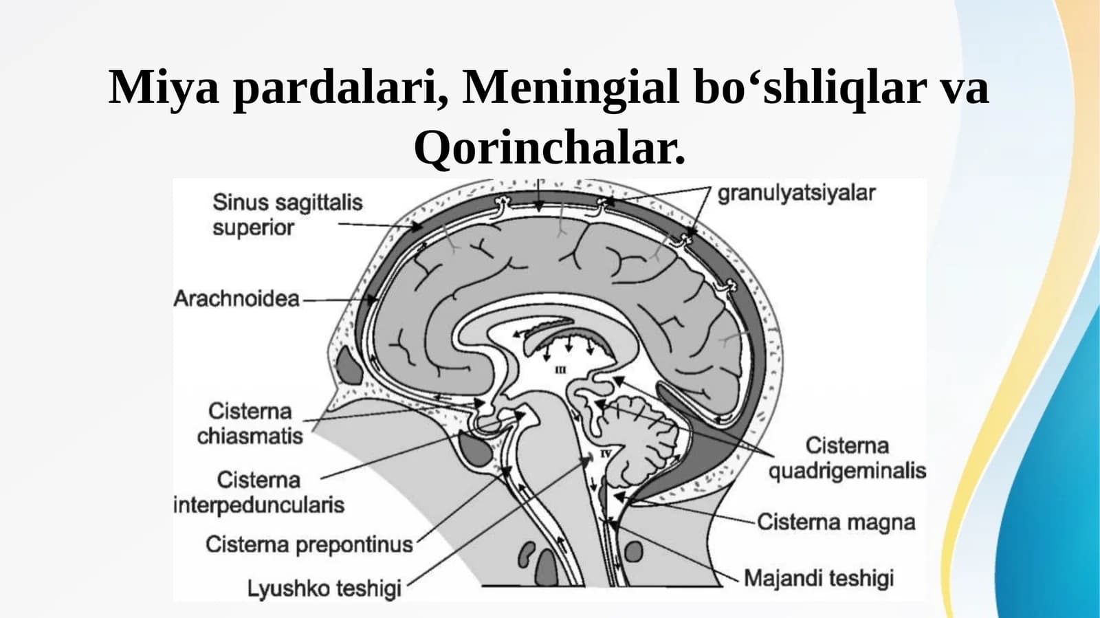 Miya pardalari, Meningial boʻshliqlar va Qorinchalar