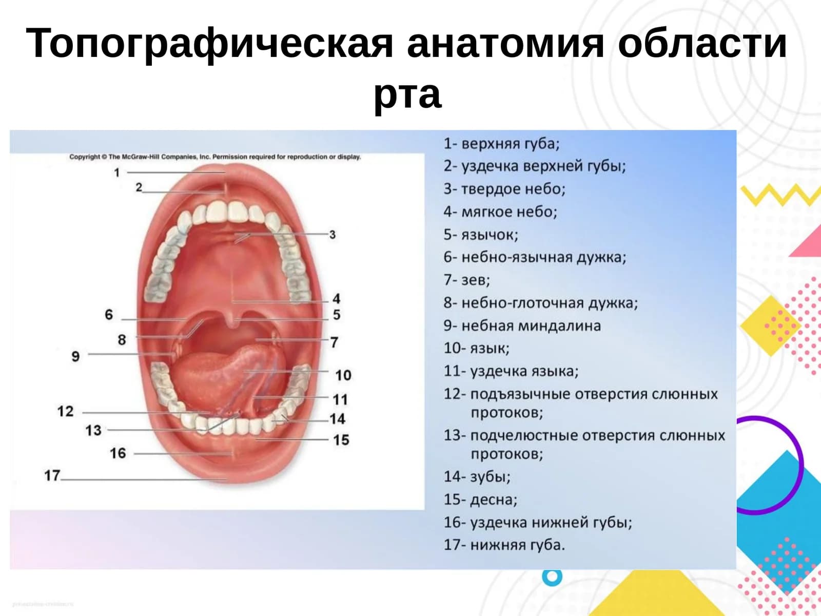 Топографическая анатомия области рта