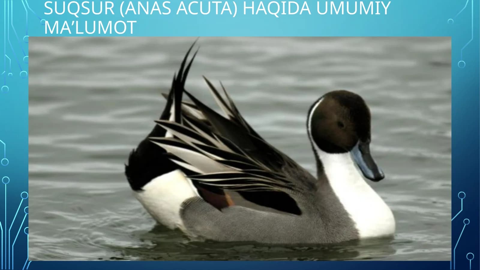 Suqsur (Anas acuta) haqida umumiy maʼlumot