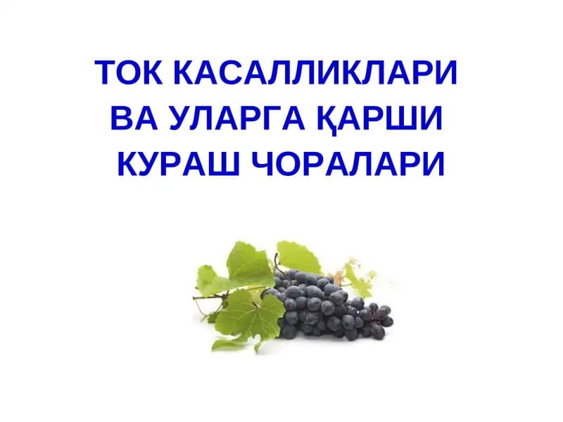 ТОК КАСАЛЛИКЛАРИ ВА УЛАРГА ҚАРШИ КУРАШ ЧОРАЛАРИ
