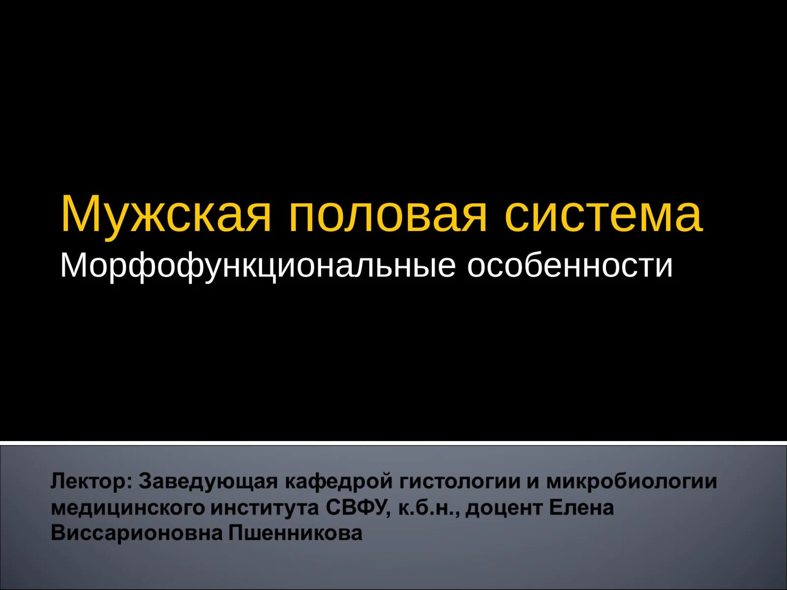 Мужская половая система