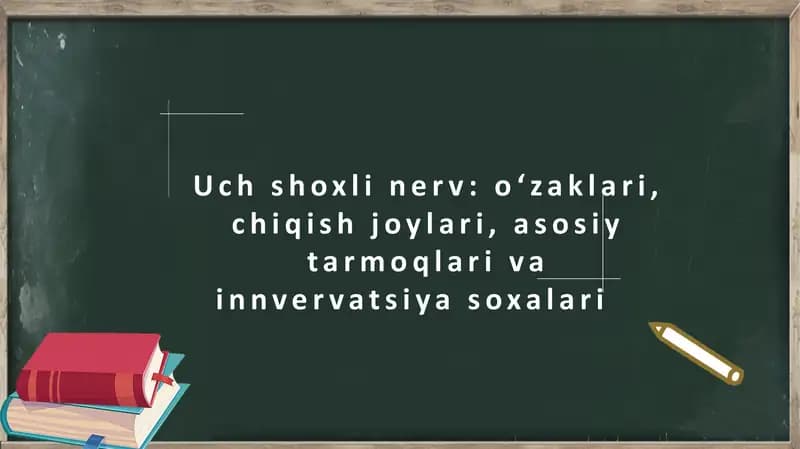 Uch shoxli nerv: o'zaklari, chiqish joylari, asosiy tarmoqlari va innvervatsiya soxalari