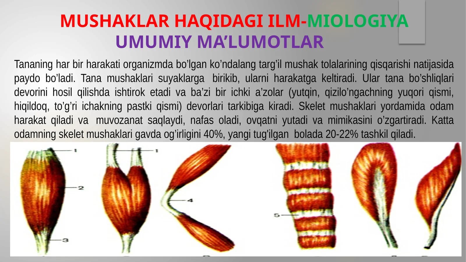 Mushaklar haqida ilm-MIOLOGIYA Umumiy ma’lumotlar