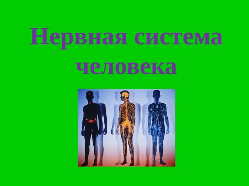Нервная система человека