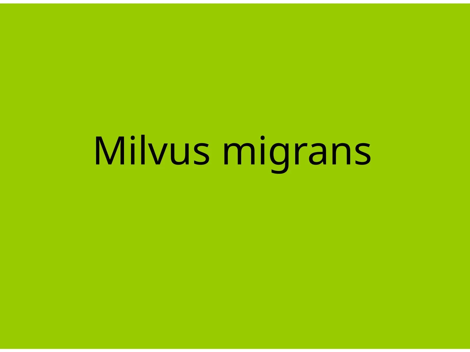 Milvusmigrans