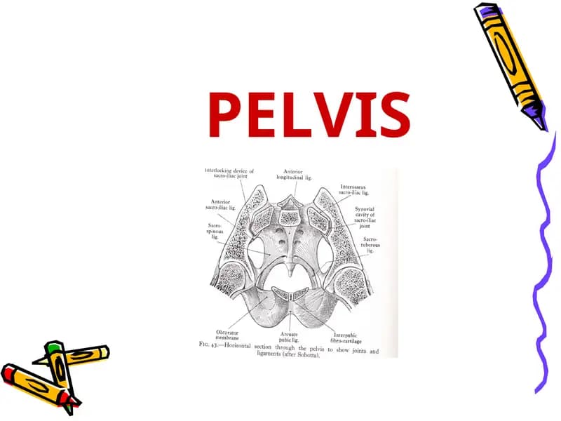Pelvis