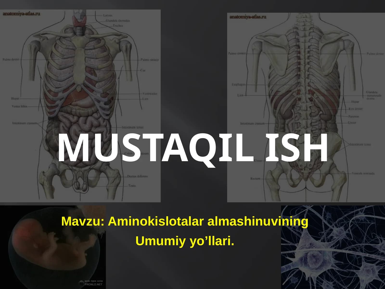 Aminokislotalar almashinuvining Umumiy yo’llari