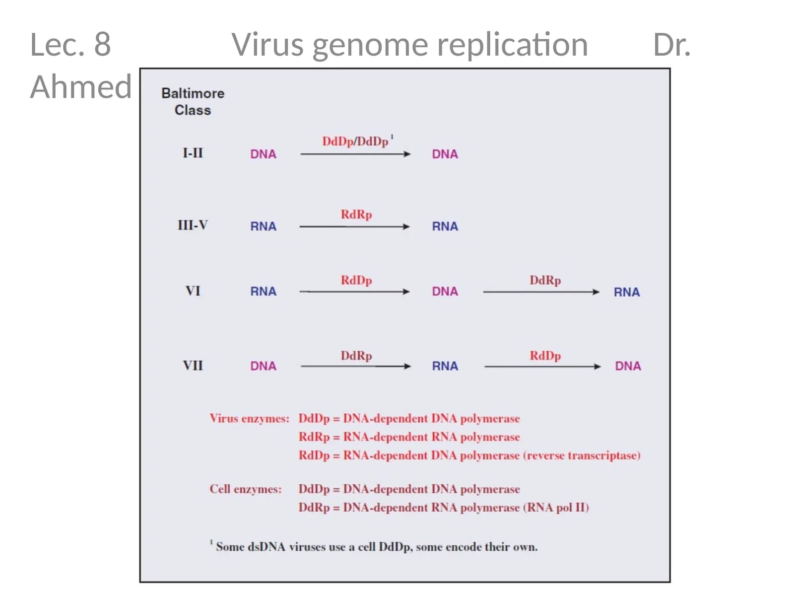 Lec. 8 Virus genome replication Dr. Ahmed K. Ali