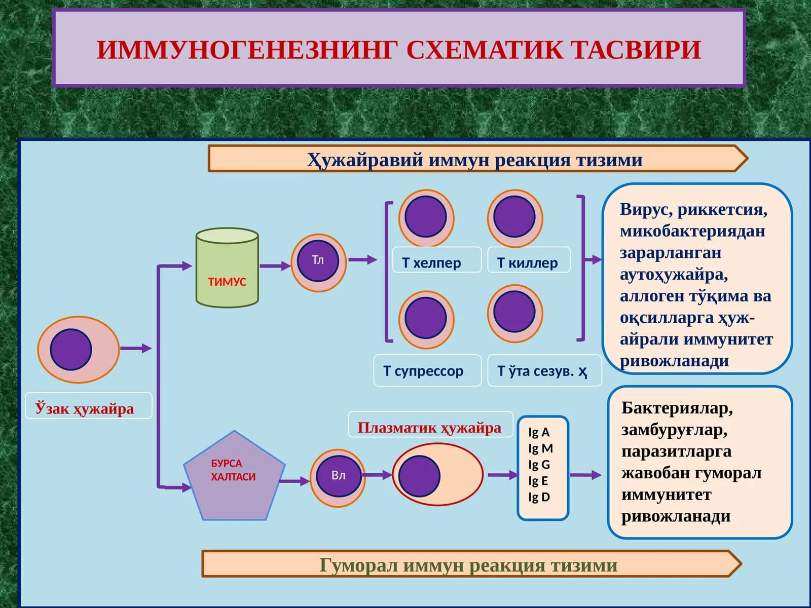 IMMUNITET ИММУНОГЕНЕЗНИНГ СХЕМАТИК ТАСВИРИ