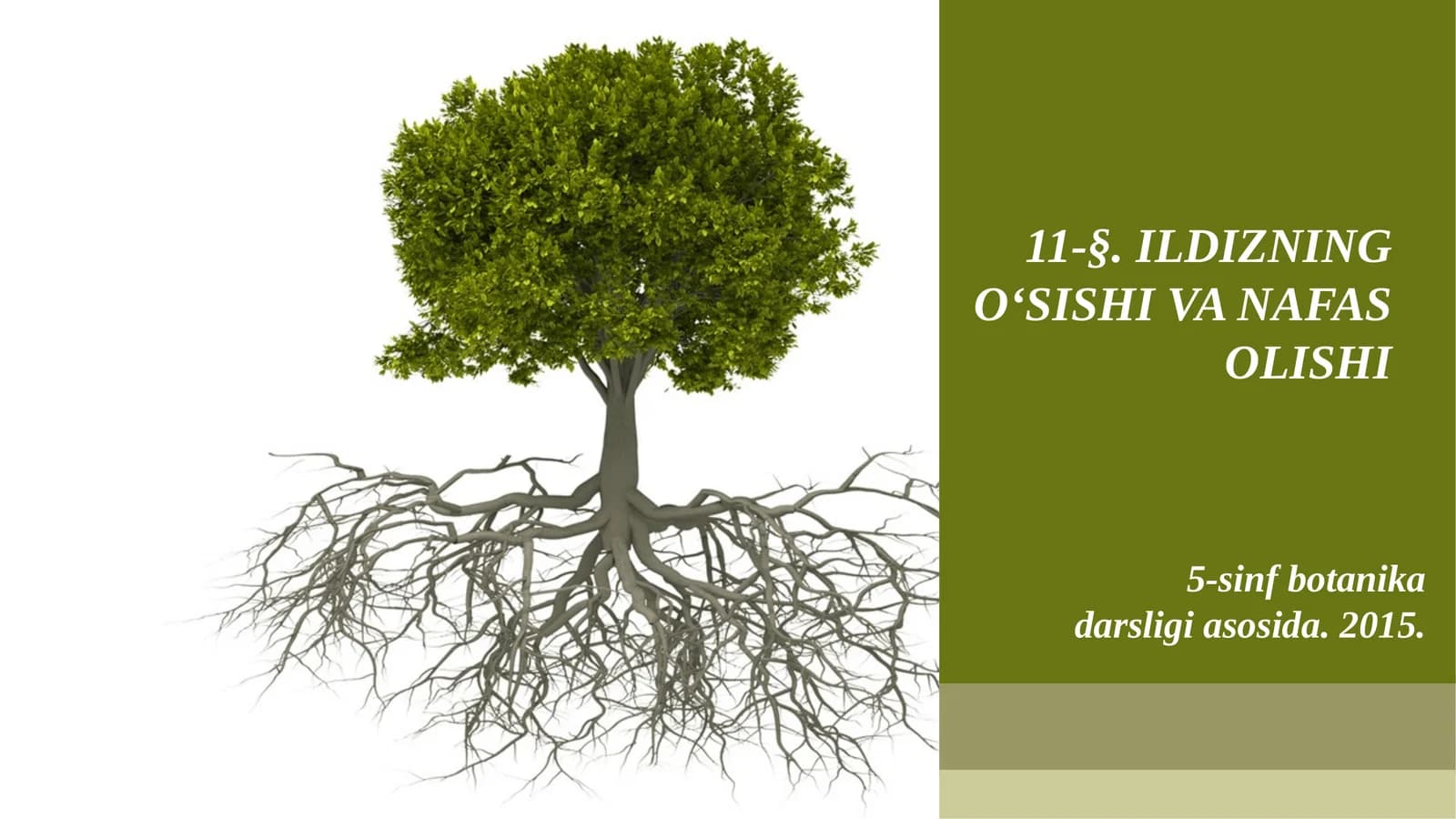 5-sinf Botanika Ildizning o'sishi va nafas olishi