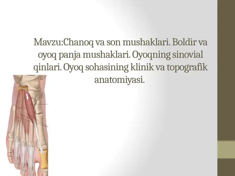 Chanoq va son mushaklari. Boldir va oyoq panja mushaklari. Oyoqning sinovial qinlari. Oyoq sohasining klinik va topografik anatomiyasi.
