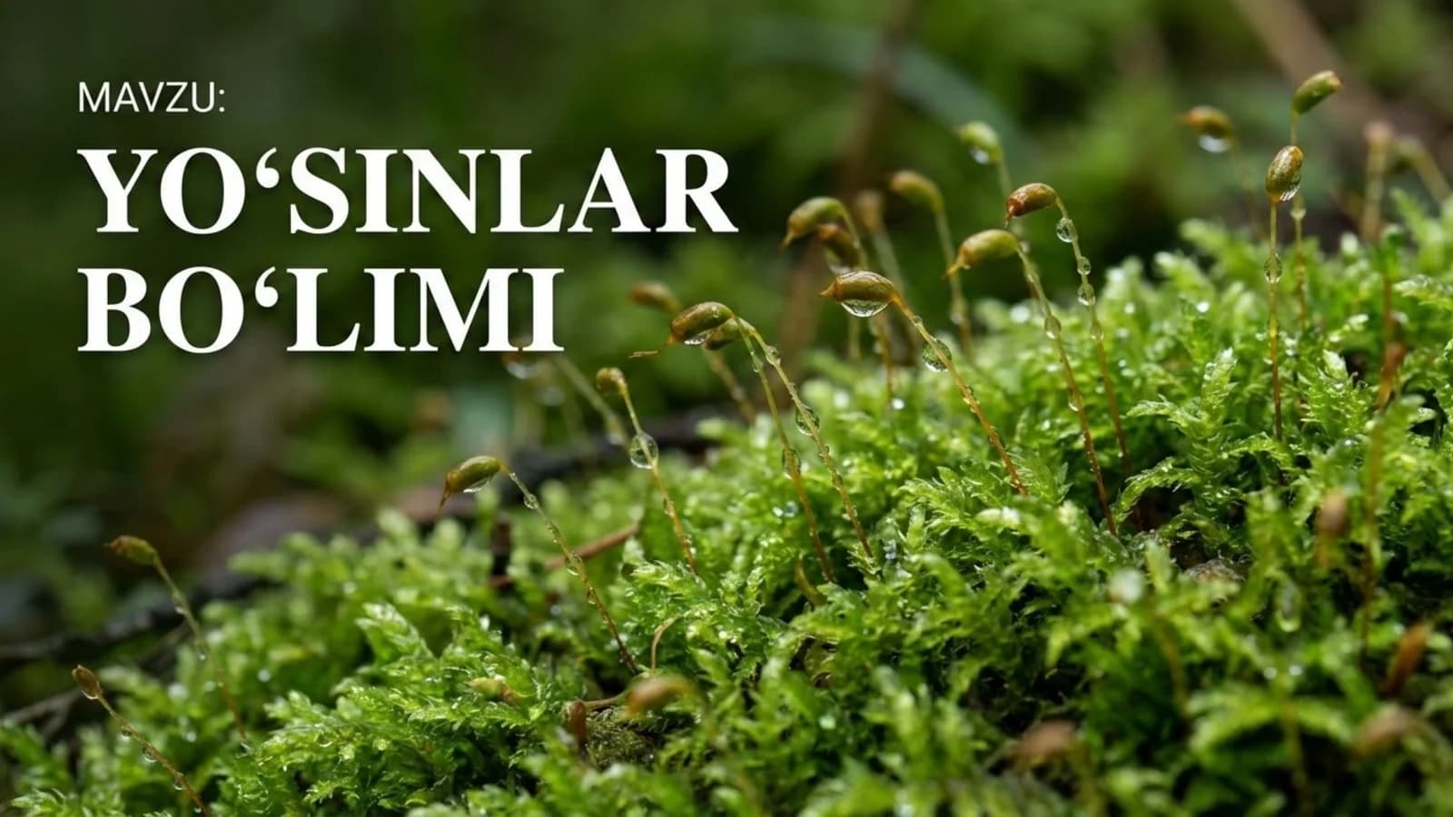 Yo'sinlar bo'limi