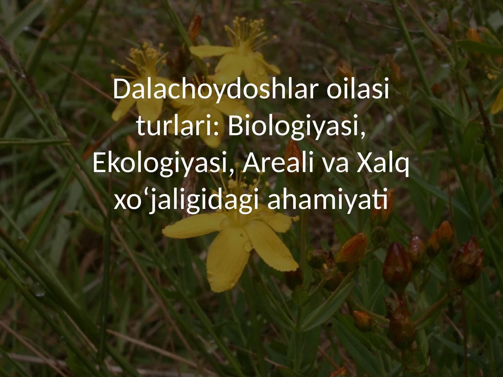 Dalachoydoshlar oilasi turlari: Biologiyasi, Ekologiyasi, Areali va Xalq xoʻjaligidagi ahamiyati