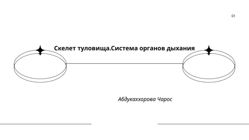 Скелет туловища.Система органов дыхания