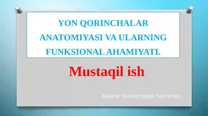 Yon qorinchalar anatomiyasi